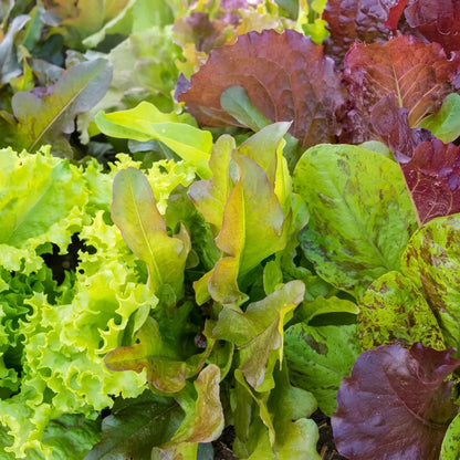 Lettuce Four Variety Mix Seeds – Heirloom Salad Greens Vegetable Seeds