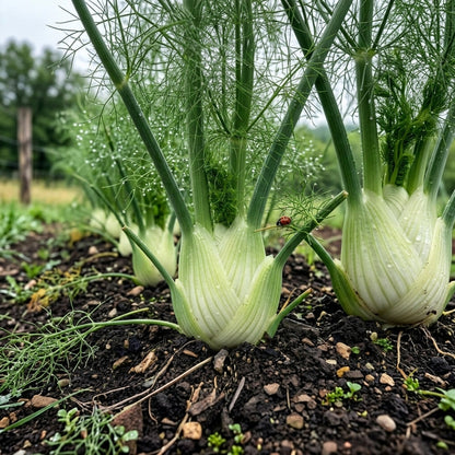 Florence Fennel Seeds Foeniculum vulgare – Sweet Bulb Herb Garden Seeds