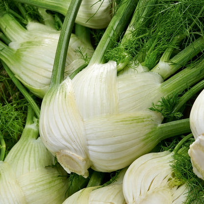 Florence Fennel Seeds Foeniculum vulgare – Sweet Bulb Herb Garden Seeds