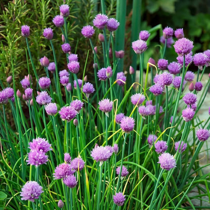 Garlic Chives Seeds Allium schoenoprasum – Mild Flavor Heirloom Herb Seeds