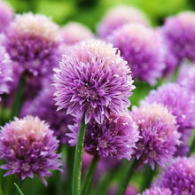 Garlic Chives Seeds Allium schoenoprasum – Mild Flavor Heirloom Herb Seeds