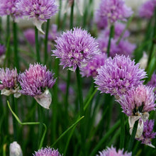 Garlic Chives Seeds Allium schoenoprasum – Mild Flavor Heirloom Herb Seeds