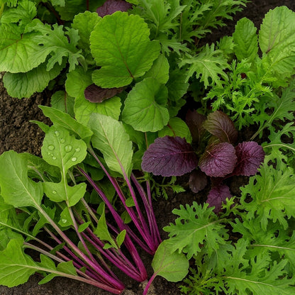 Mixed Heirloom Lettuce Seeds – Salad Greens Multi Variety Vegetable Seeds