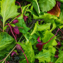 Mixed Heirloom Lettuce Seeds – Salad Greens Multi Variety Vegetable Seeds