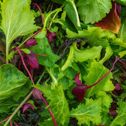 Mixed Heirloom Lettuce Seeds – Salad Greens Multi Variety Vegetable Seeds