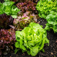 Mixed Heirloom Lettuce Seeds – Salad Greens Multi Variety Vegetable Seeds