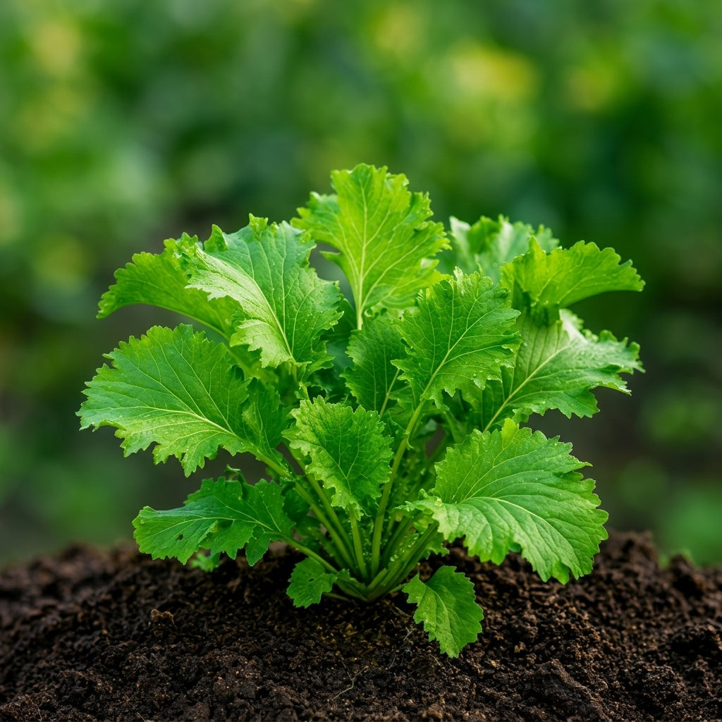 Southern Giant Mustard Green Seeds – Heirloom Spicy Leafy Vegetable Seeds