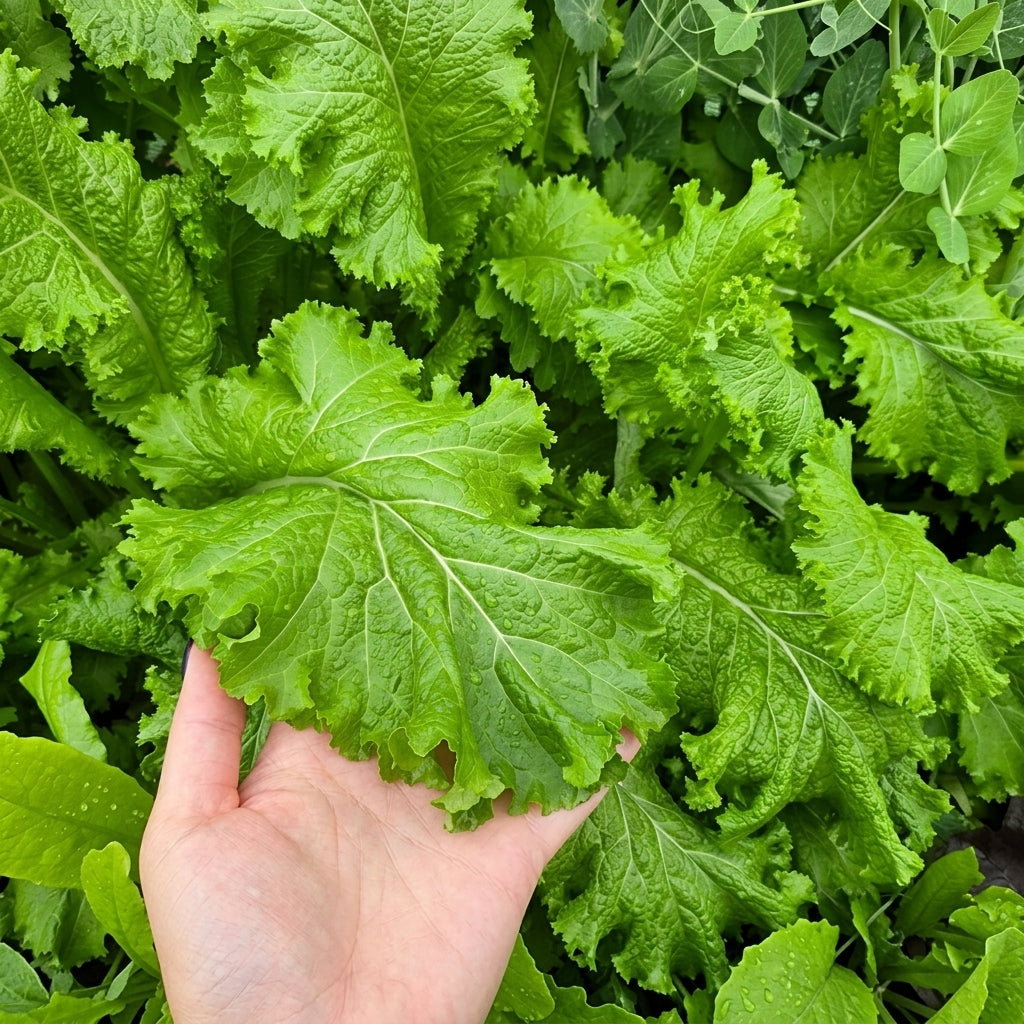 Southern Giant Mustard Green Seeds – Heirloom Spicy Leafy Vegetable Seeds