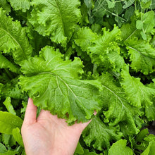 Southern Giant Mustard Green Seeds – Heirloom Spicy Leafy Vegetable Seeds