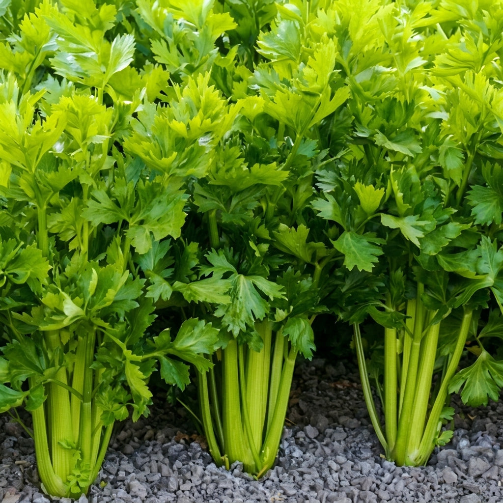 Tall Utah Celery Seeds Apium graveolens – Heirloom Crisp Stalk Vegetable Seeds