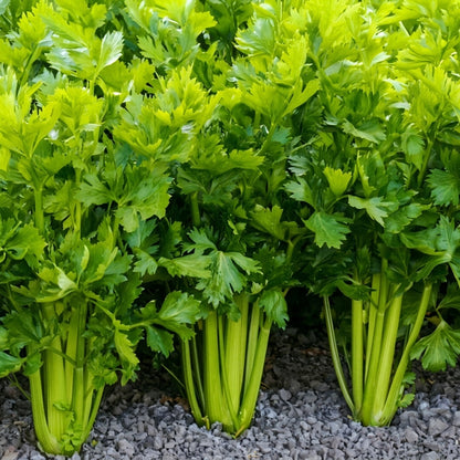 Tall Utah Celery Seeds Apium graveolens – Heirloom Crisp Stalk Vegetable Seeds