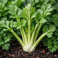 Tall Utah Celery Seeds Apium graveolens – Heirloom Crisp Stalk Vegetable Seeds