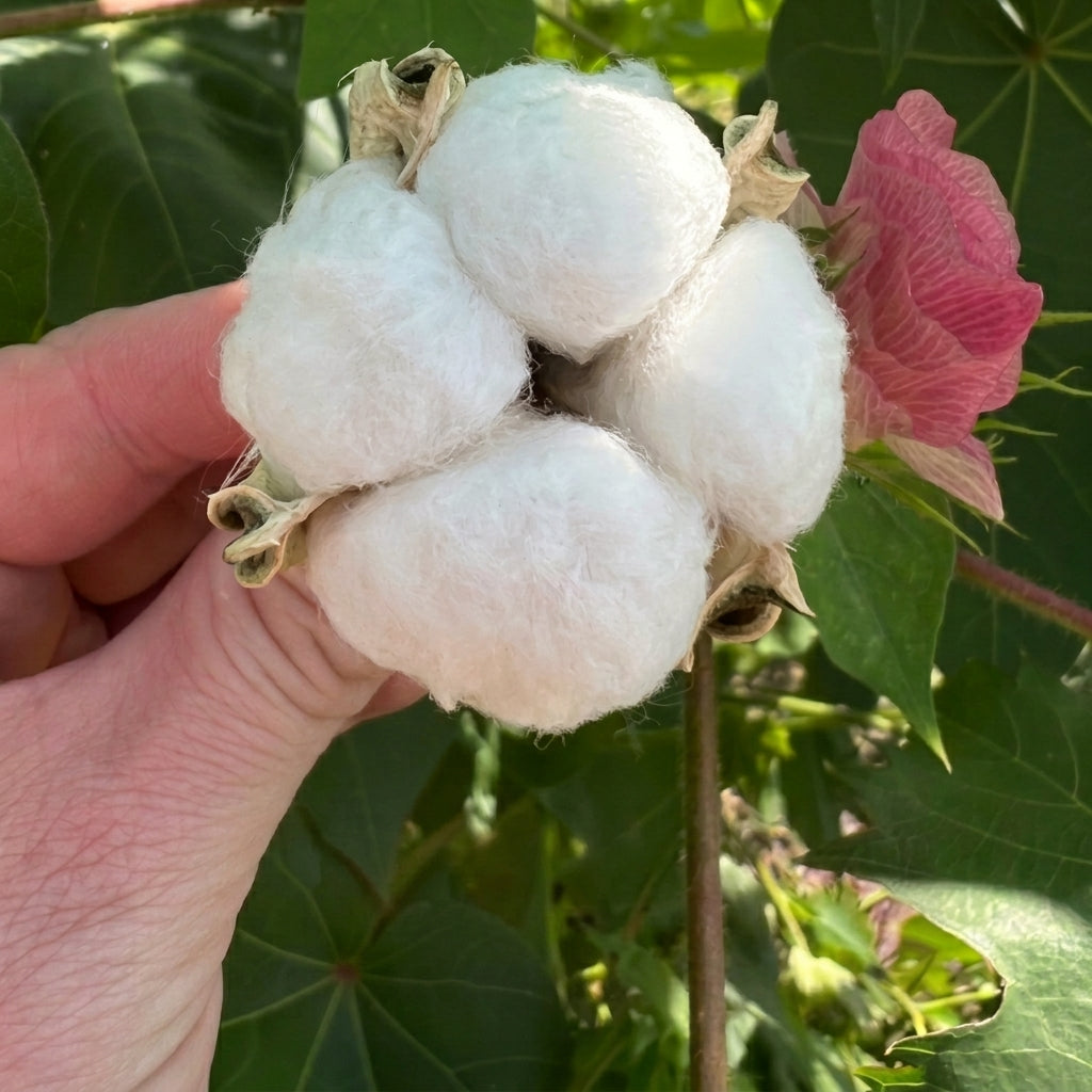 White Cotton Seeds Gossypium hirsutum – Heirloom Fiber & Ornamental Plant Seeds