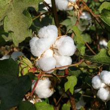 White Cotton Seeds Gossypium hirsutum – Heirloom Fiber & Ornamental Plant Seeds