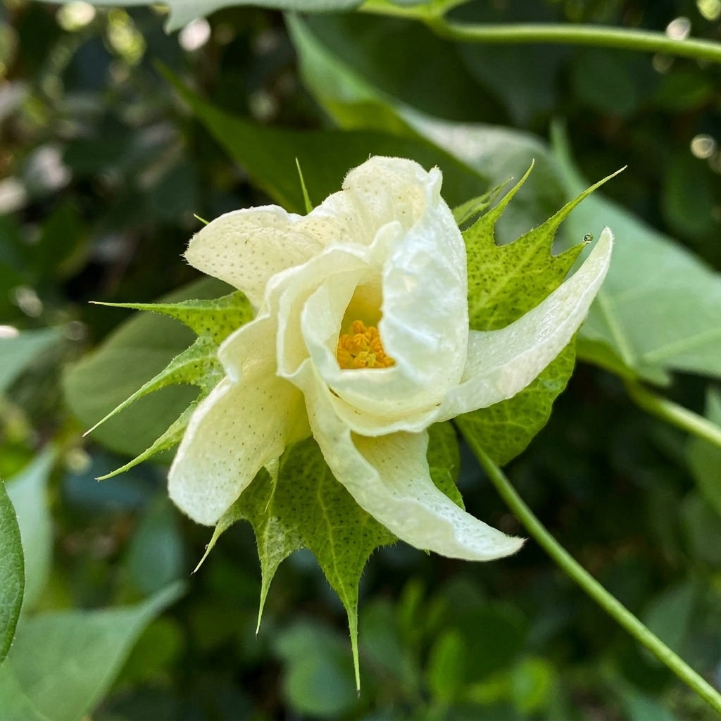 White Cotton Seeds Gossypium hirsutum – Heirloom Fiber & Ornamental Plant Seeds