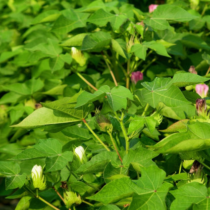 White Cotton Seeds Gossypium hirsutum – Heirloom Fiber & Ornamental Plant Seeds