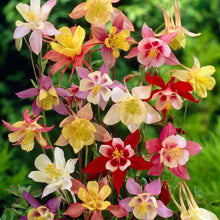 Columbine Aquilegia Flower Mix – Colorful Perennial Flower Seeds