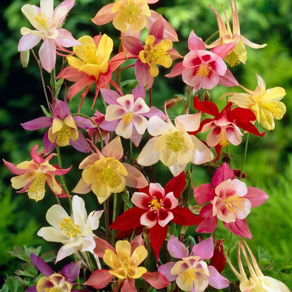 Columbine Aquilegia Flower Mix – Colorful Perennial Flower Seeds