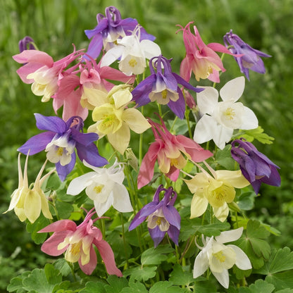 Columbine Aquilegia Flower Mix – Colorful Perennial Flower Seeds