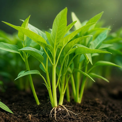 Kangkong Seeds Rau Muong Ong Choy – Fast Growing Leafy Vegetable Seeds