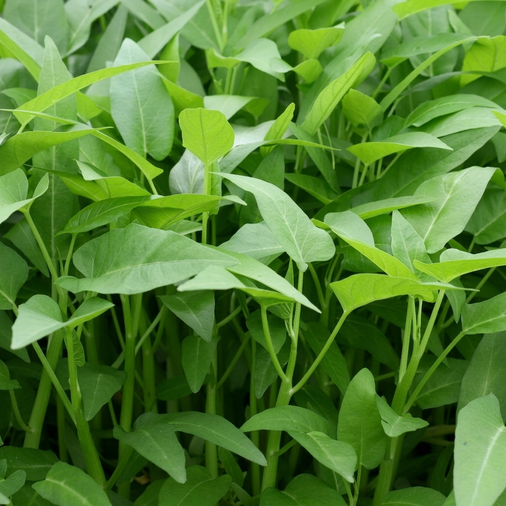 Kangkong Seeds Rau Muong Ong Choy – Fast Growing Leafy Vegetable Seeds