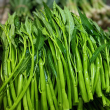 Kangkong Seeds Rau Muong Ong Choy – Fast Growing Leafy Vegetable Seeds