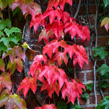 Boston Ivy Vine Seeds Parthenocissus tricuspidata – Climbing Vine Seeds for Garden Wall Coverage