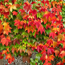 Boston Ivy Vine Seeds Parthenocissus tricuspidata – Climbing Vine Seeds for Garden Wall Coverage