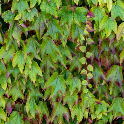 Boston Ivy Vine Seeds Parthenocissus tricuspidata – Climbing Vine Seeds for Garden Wall Coverage