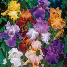 Mixed Bearded Iris Seeds – Dwarf Perennial Iris Flower Seeds for Garden Planting