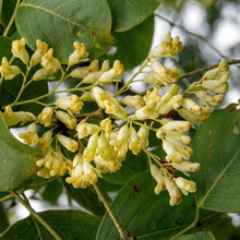 Dalbergia hupeana Tree Seeds – Rosewood Ornamental Landscape Tree Seeds