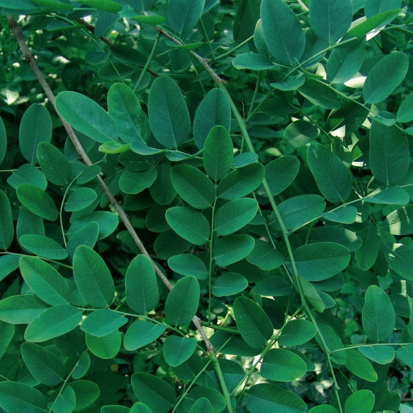 Dalbergia hupeana Tree Seeds – Rosewood Ornamental Landscape Tree Seeds