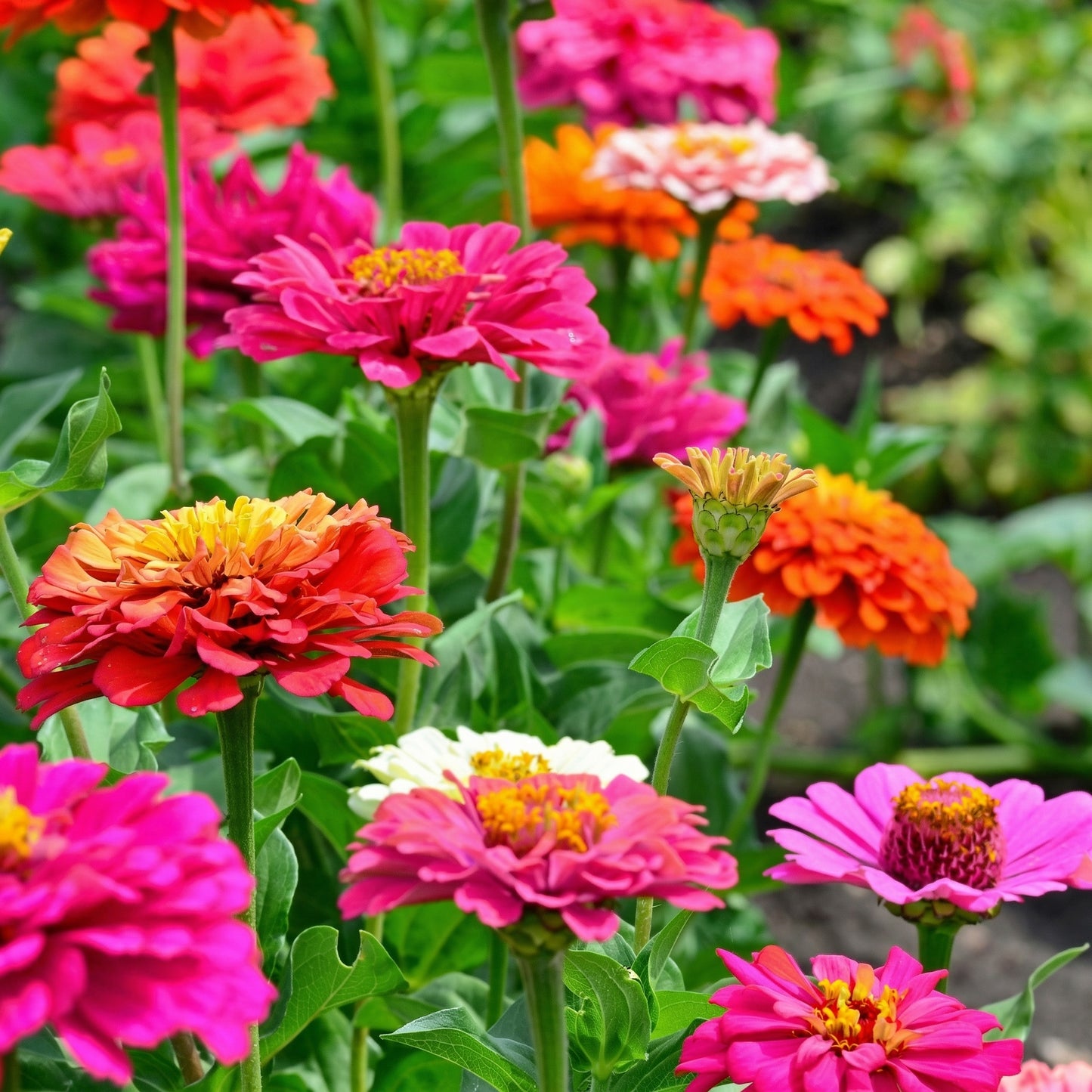 Zinnia Elegans Flower Seeds – Pollinator Garden & Border Annual Flower Seeds