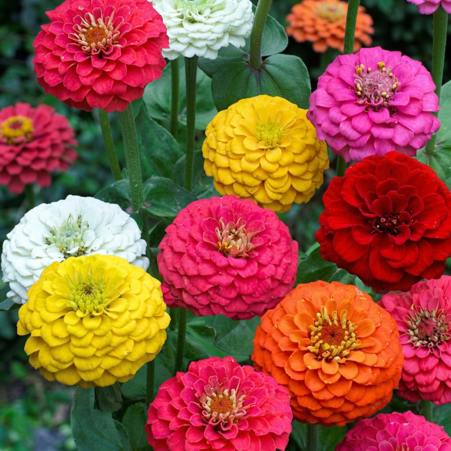 Zinnia Elegans Flower Seeds – Pollinator Garden & Border Annual Flower Seeds