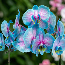 Phalaenopsis Orchid Flower Seeds – Blue & Pink Perennial Orchid Seeds for Planting