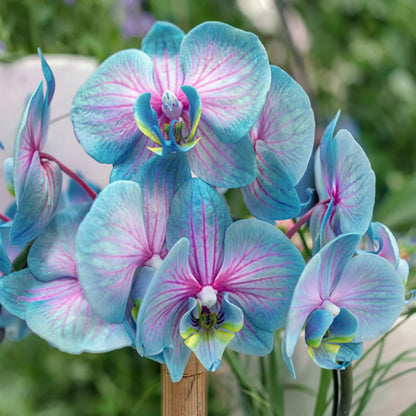 Phalaenopsis Orchid Flower Seeds – Blue & Pink Perennial Orchid Seeds for Planting