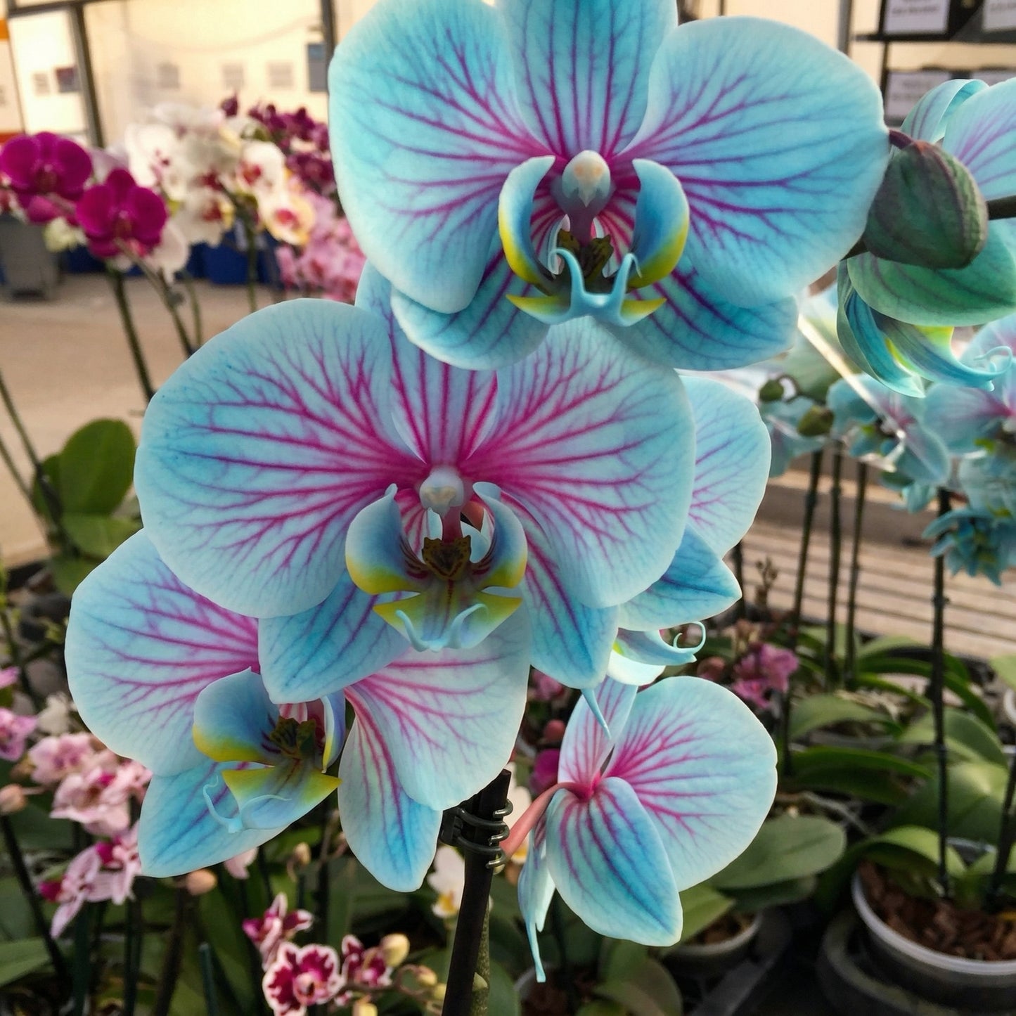 Phalaenopsis Orchid Flower Seeds – Blue & Pink Perennial Orchid Seeds for Planting