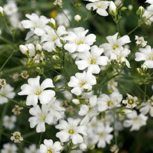 Baby's Breath Seeds Gypsophila elegans – White Annual Wildflower Garden Seeds