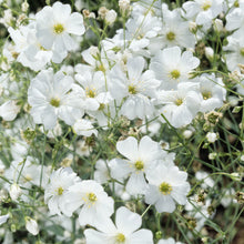 Baby's Breath Seeds Gypsophila elegans – White Annual Wildflower Garden Seeds