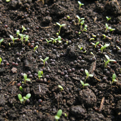 Baby's Breath Seeds Gypsophila elegans – White Annual Wildflower Garden Seeds