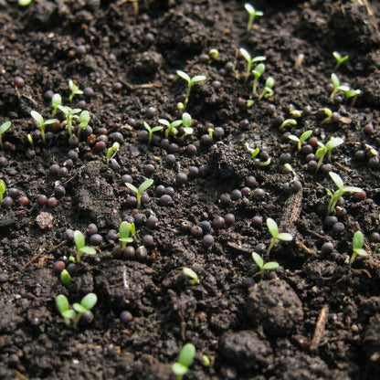 Dwarf Mix Cockscomb Seeds Celosia argentea – Woolflower Rooster Comb Annual Flower Seeds