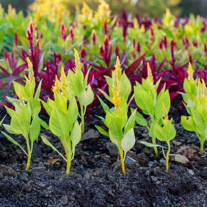 Dwarf Mix Cockscomb Seeds Celosia argentea – Woolflower Rooster Comb Annual Flower Seeds
