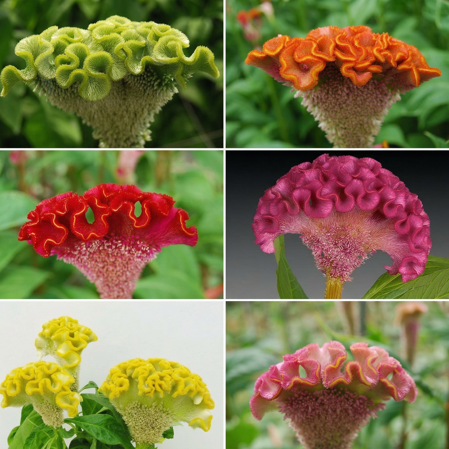 Dwarf Mix Cockscomb Seeds Celosia argentea – Woolflower Rooster Comb Annual Flower Seeds