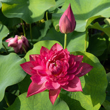 Red Lotus Seeds Nelumbo nucifera – Aquatic Flower Seeds for Pond & Water Garden