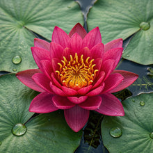 Red Lotus Seeds Nelumbo nucifera – Aquatic Flower Seeds for Pond & Water Garden
