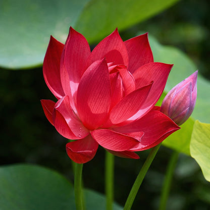 Red Lotus Seeds Nelumbo nucifera – Aquatic Flower Seeds for Pond & Water Garden