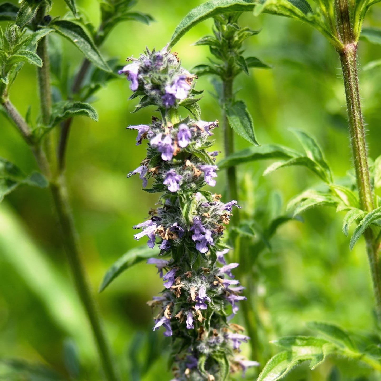 Jing Jie Seeds Schizonepeta tenuifolia – Chinese Catnip Annual Garden Flowering Plant Seeds