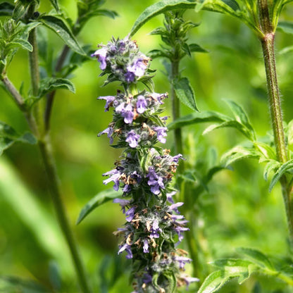 Jing Jie Seeds Schizonepeta tenuifolia – Chinese Catnip Annual Garden Flowering Plant Seeds
