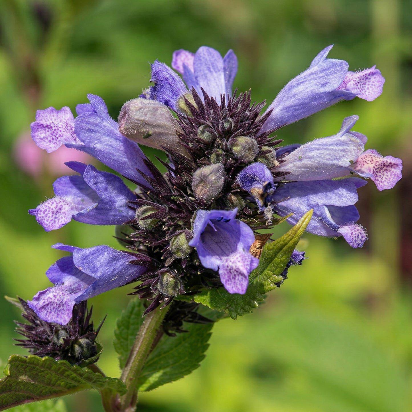 Jing Jie Seeds Schizonepeta tenuifolia – Chinese Catnip Annual Garden Flowering Plant Seeds