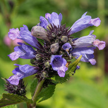 Jing Jie Seeds Schizonepeta tenuifolia – Chinese Catnip Annual Garden Flowering Plant Seeds